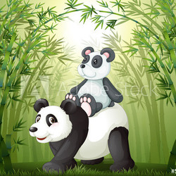 Two pandas inside the bamboo forest