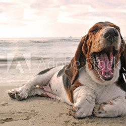 yawning basset hound