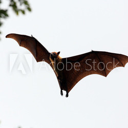 Fruit bat (flying fox) landing in tree