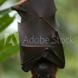 Fruit bat, Singapore