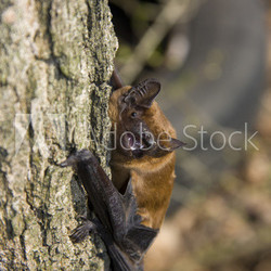 Common noctule (Nyctalus noctula) on a tree