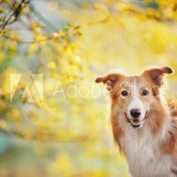 Border collie portrait on sunshine background