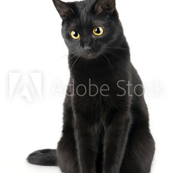 Cute black cat isolated on white