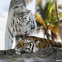 White And Brown Tigers
