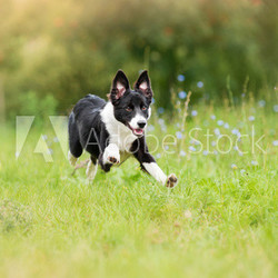 border collie puppy running through a meadow