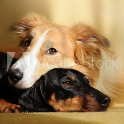 Two cute dog dreaming