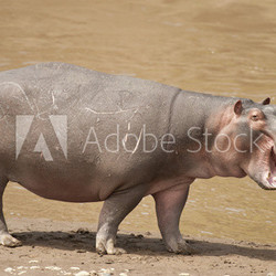 Hippopotamus