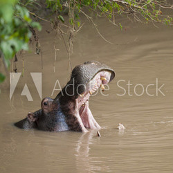 Hippopotamus roaring