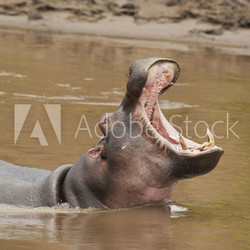Hippopotamus roaring