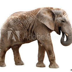 African elephant isolated on white