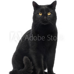 Black Cat sitting and looking at the camera, isolated on white