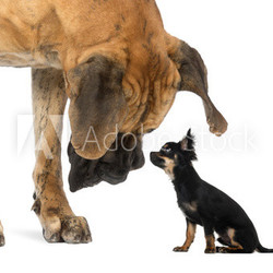 Great Dane looking at a Chihuahua sitting, isolated on white