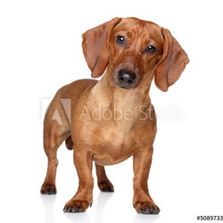 Brown dachshund