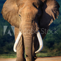 Elephant approaching