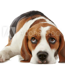 Beagle dog