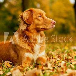 Nova Scotia Duck Tolling Retriever