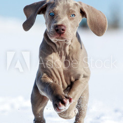 wemaraner puppy run in snow field