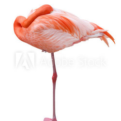 Flamingo isolated on white background