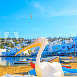 Greece, Petros famous pelican of Mykonos