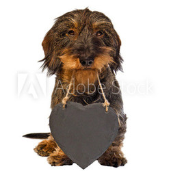 Dackel mit Schieferherz, unbeschrieben