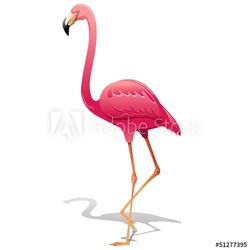 Pink Flamingo-Fenicottero Rosa-Vector