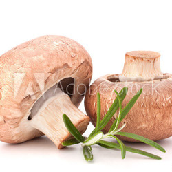 Brown champignon mushroom and rosemary leaves