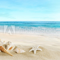 Landscape with shells on tropical beach