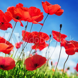 Poppy flowers on field and sunny day