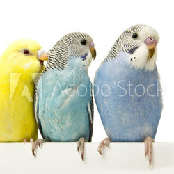 three birds are on a white background