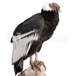 Andean condor.  Isolated over white