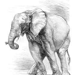 Profil Elephant