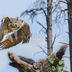 Eurasion Eagle Owl In Flight