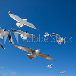 Möwenschwarm Weitwinkelnahaufnahme