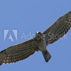 short-toed eagle (Circaetus gallicus) in flight