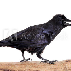 Common Raven (Corvus corax), 28 years old, on white