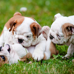 english bulldog puppies playing together