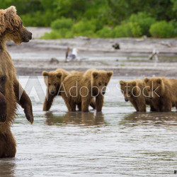 The brown bear fishes