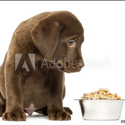 Labrador Retriever Puppy sitting with his full dog bowl