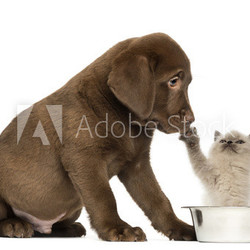 Labrador Retriever Puppy looking at a British Longhair kitten