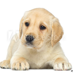 Labrador Retriever Puppy lying down, 2 months old, isolated