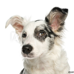 Close-up of a Border Collie with wall-eyes, 5 months old