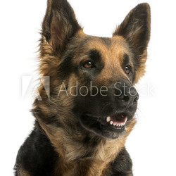 Close-up of a German shepherd looking away, panting