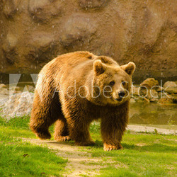 Brown bear in the zoo on sunny spring day