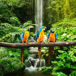 Blue-and-Yellow Macaw