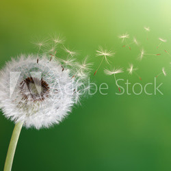 Dandelion clock in morning sun