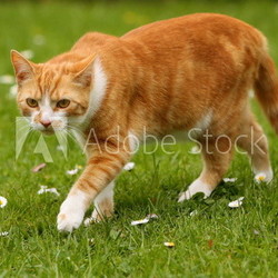 Rote Katze schleicht sich an
