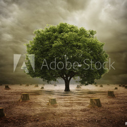 Lonely tree in a deforested landscape