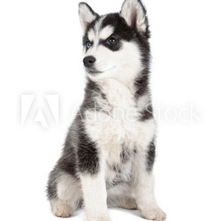 Siberian Husky Puppy
