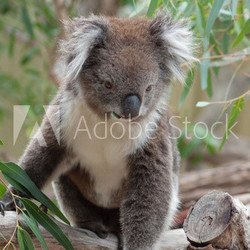 native Australian Koala