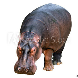 hippopotamus isolated